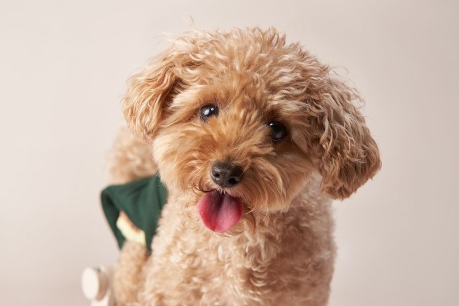 Breed Toy Poodle characteristics