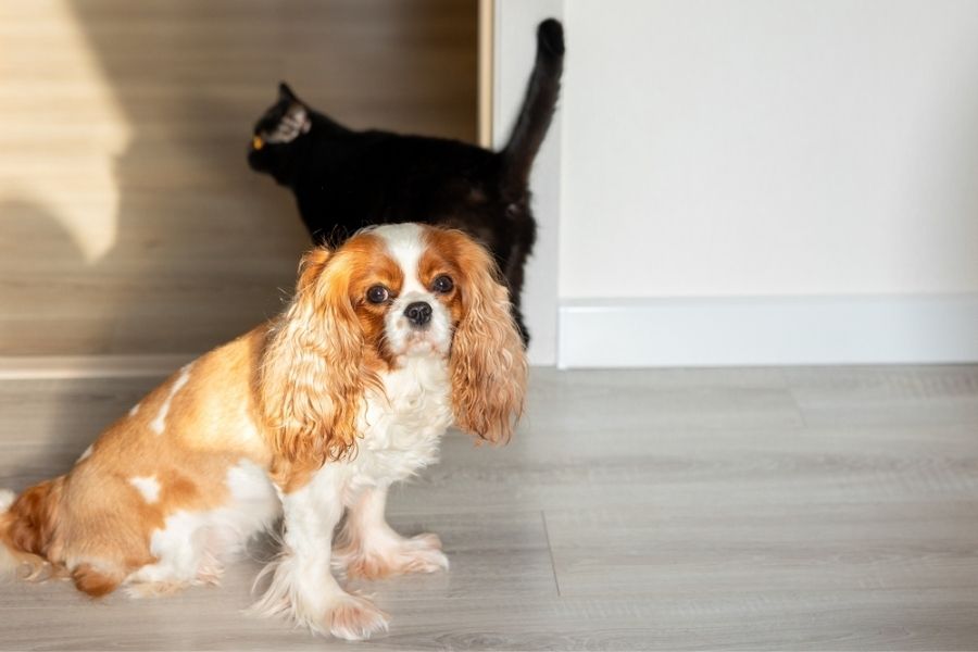 Cavalier King Charles Spaniels are small-sized dogs