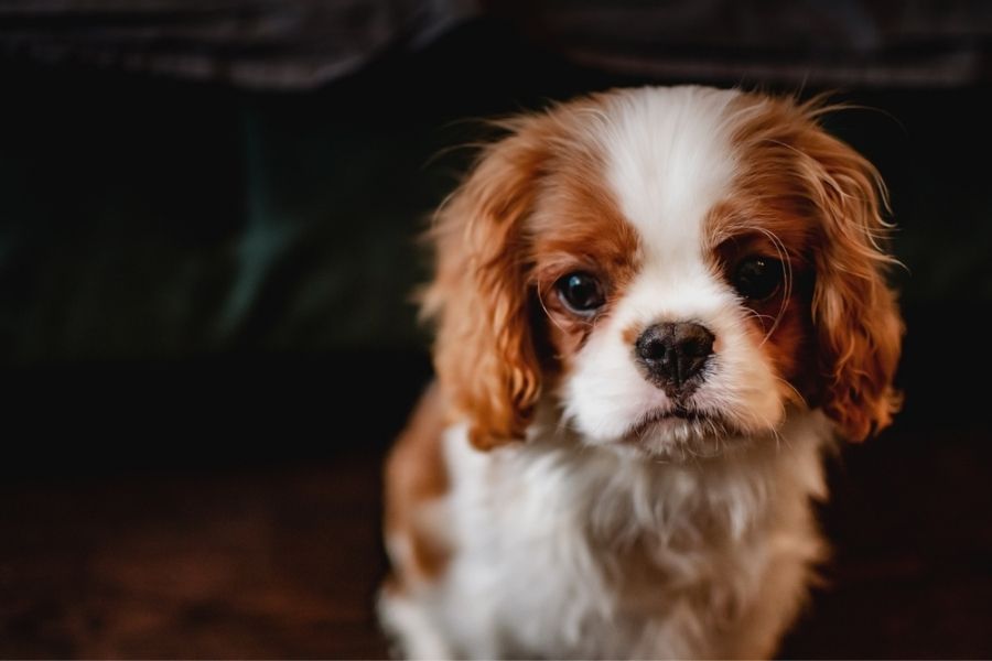 Cavaliers are not destructive chewers