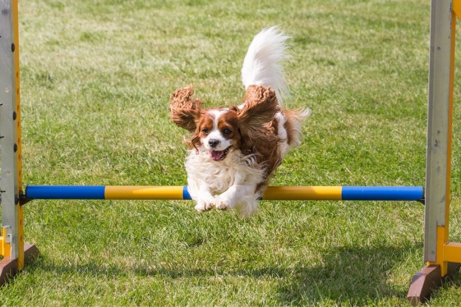 Cavaliers can enjoy agility training