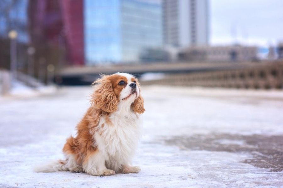 Cavaliers may grow up with a fear of strangers and new places