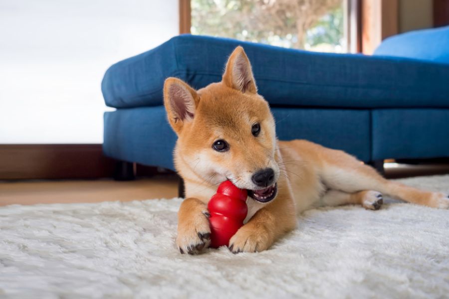 Chew Toys and Teething Aids