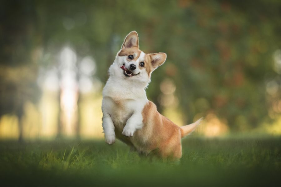 Corgi entertained, active, and living a fulfilling lifestyle