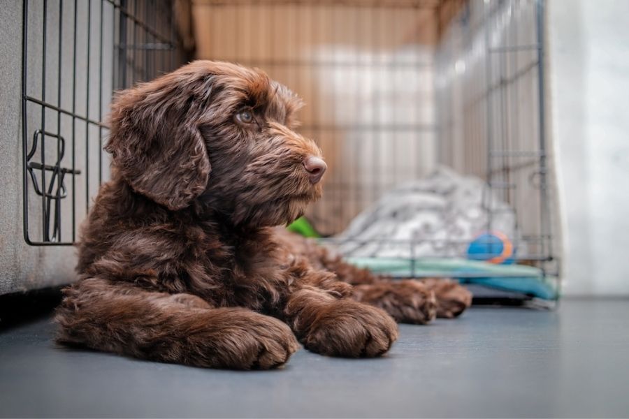 Crate Training