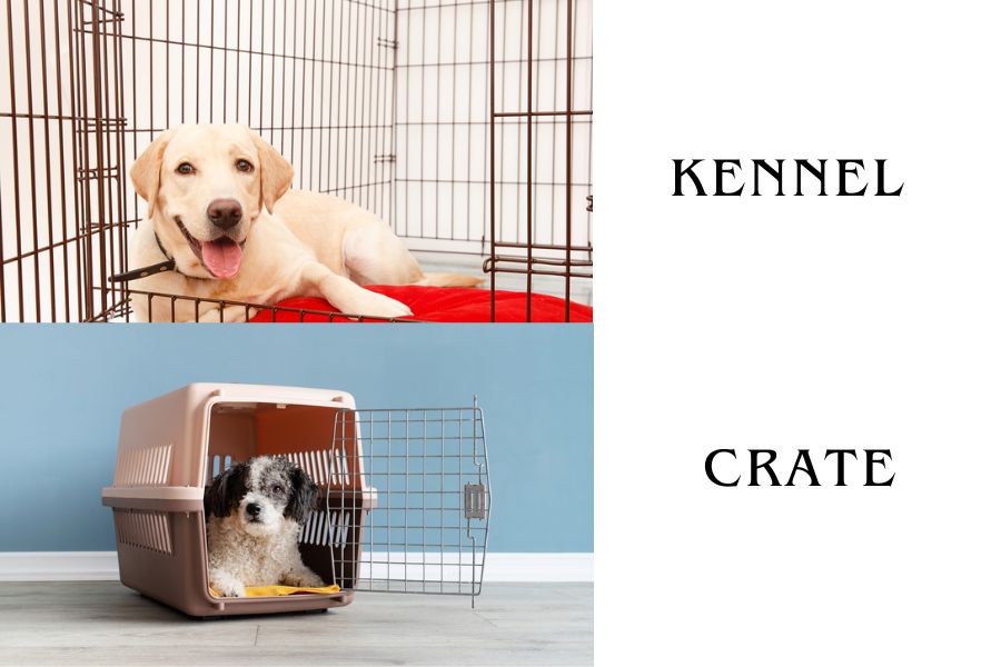 Crate or Kennel