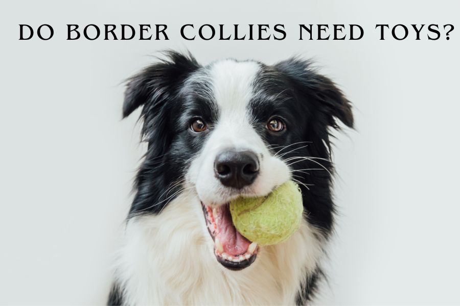 Do Border Collies Need Toys