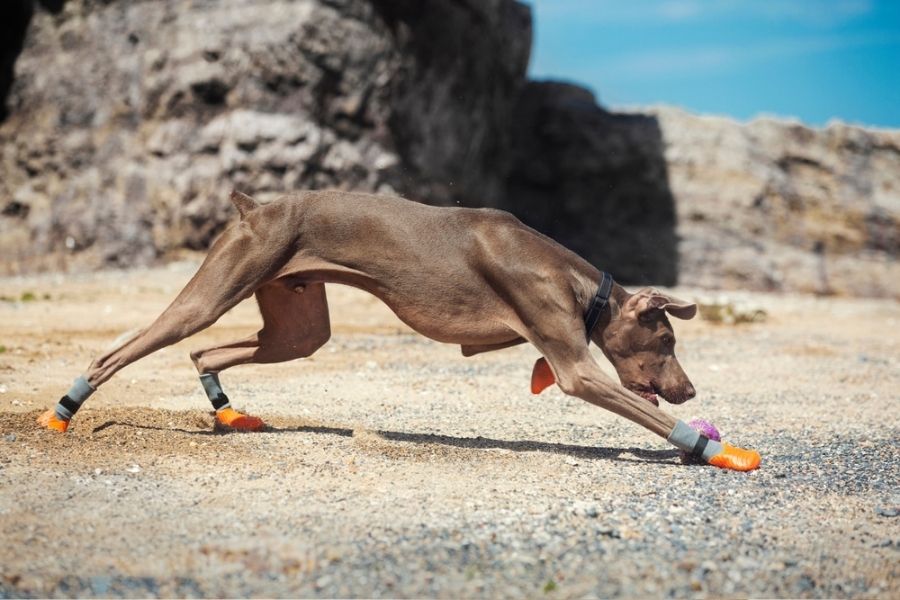 Dobermans are athletic dogs