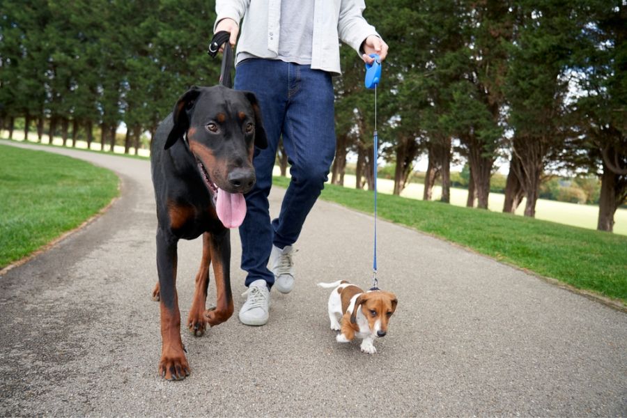 Dobermans are high-energy dogs that require plenty of exercise