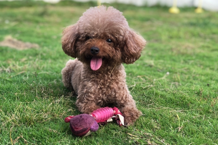 Dog toys offer a variety of benefits