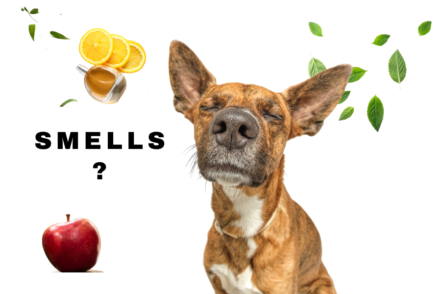Dogs' aversion to specific smells