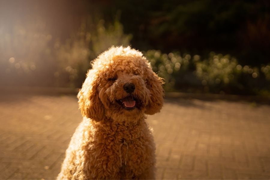 Entertainment of Labradoodle