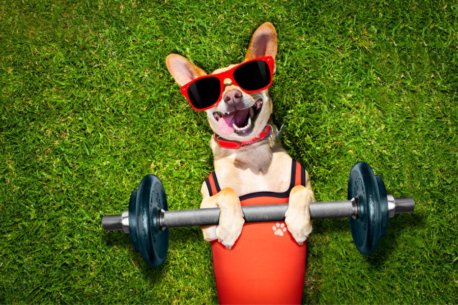 Exercise and Mental Stimulation