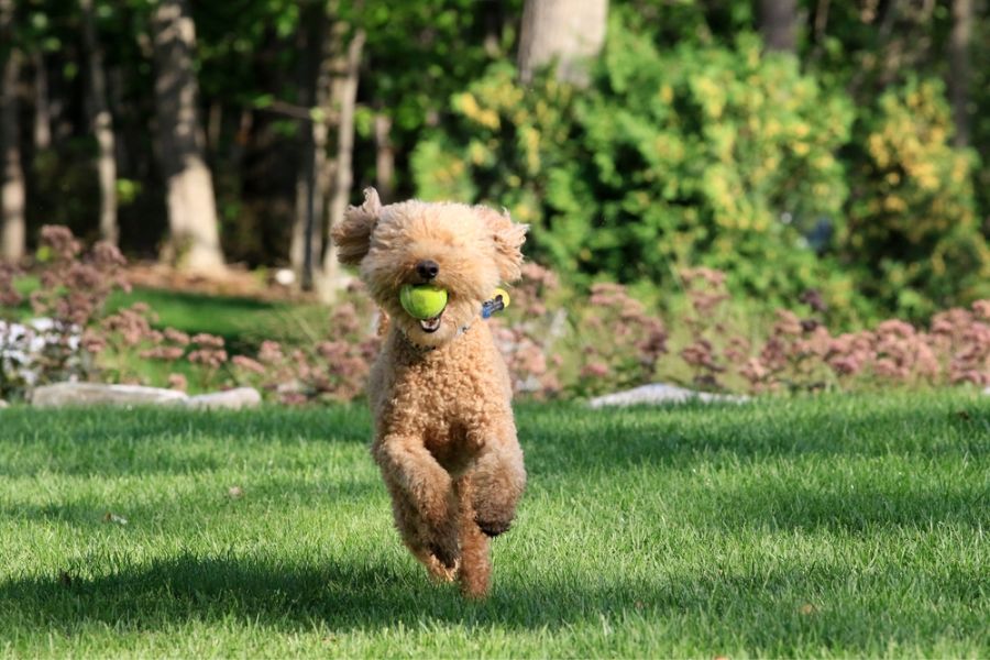 Fetch and Retrieval Toys