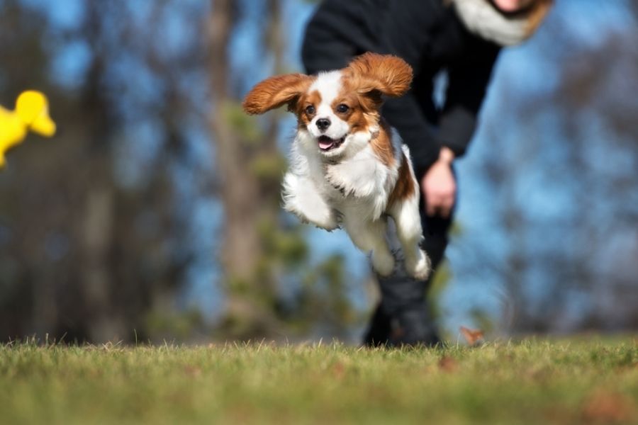 Fetch toys are great for exercise and entertainment