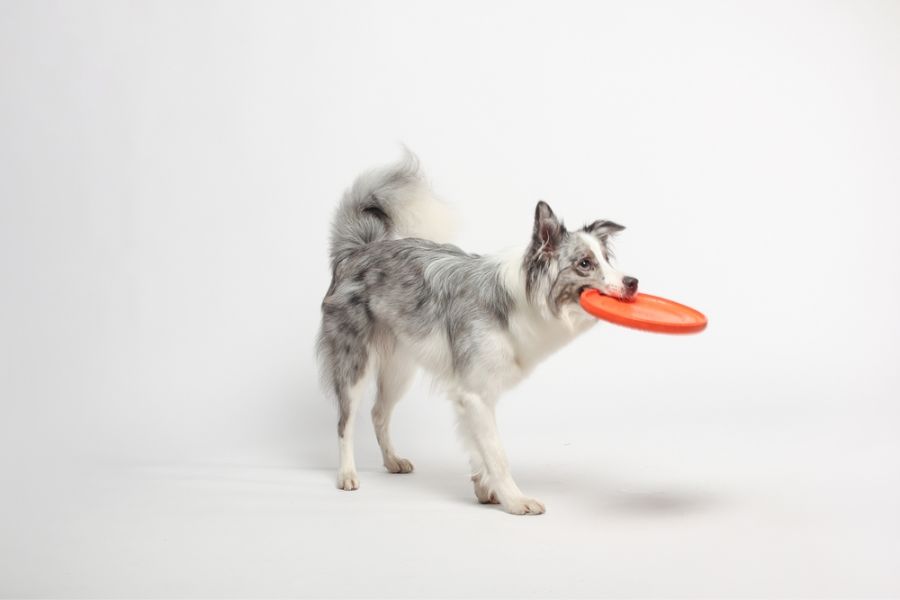 Frisbees for Border Collies