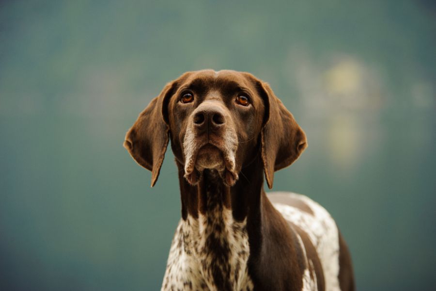 German Shorthaired Pointers (GSPs)