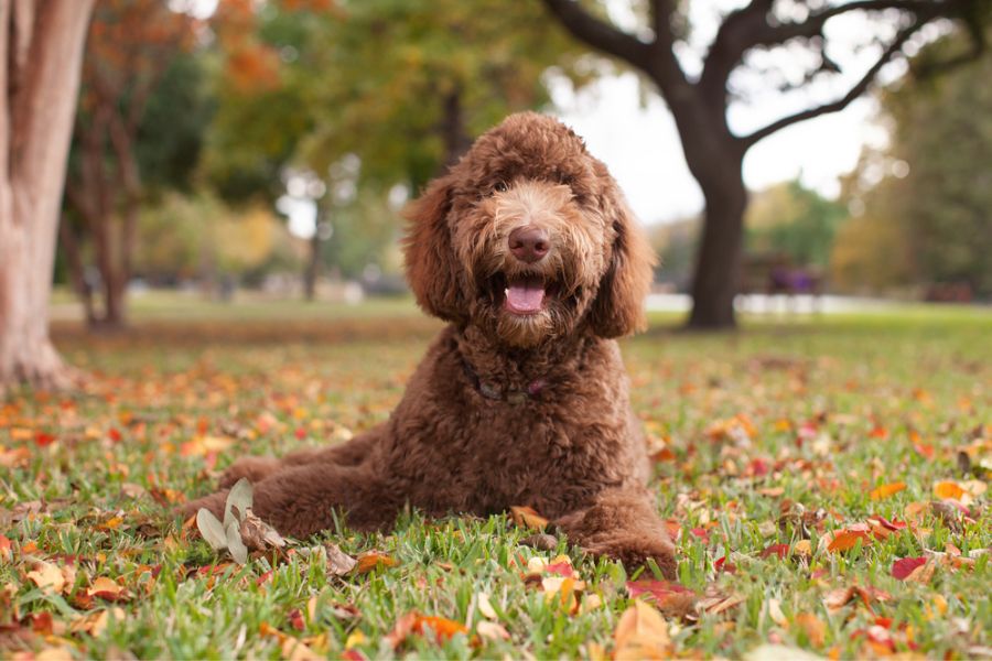 Happy Labradoodles