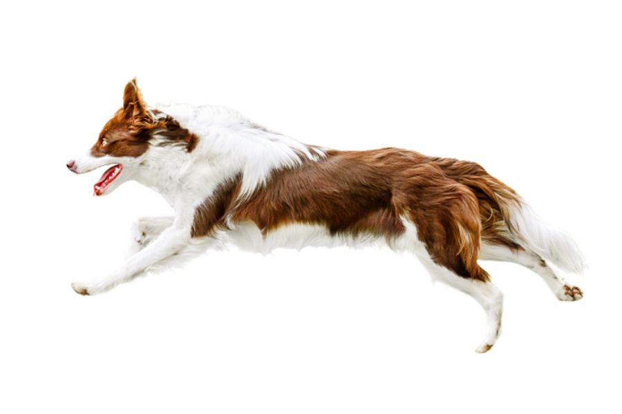 High energy, non-stop dynamism of Border Collies