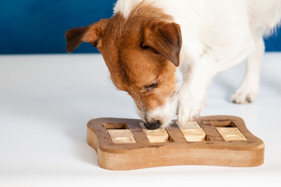 Jack Russells are intelligent