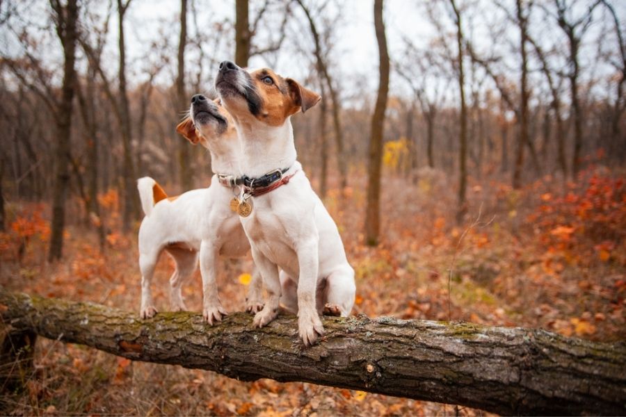 Jack Russells have an innate hunting instinct