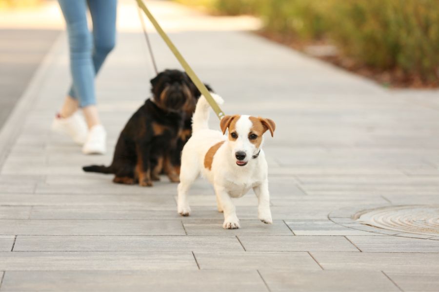 Jack Russells show the highest rate of growth during their puppy years