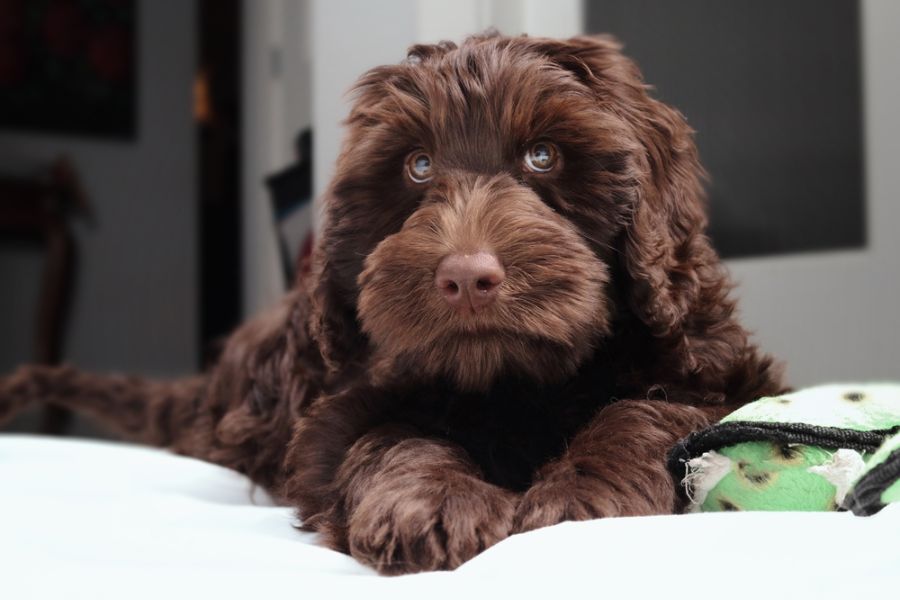 Labradoodles tend to get bored quickly