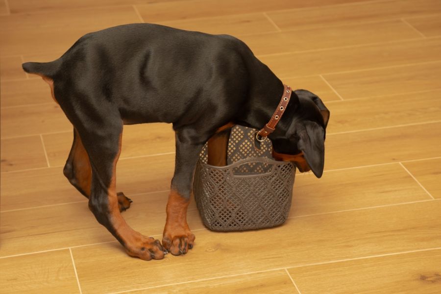 Mental stimulation is as important as physical exercise for Dobermans