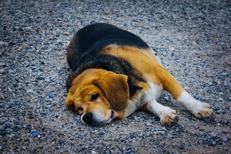 Obesity in Beagle