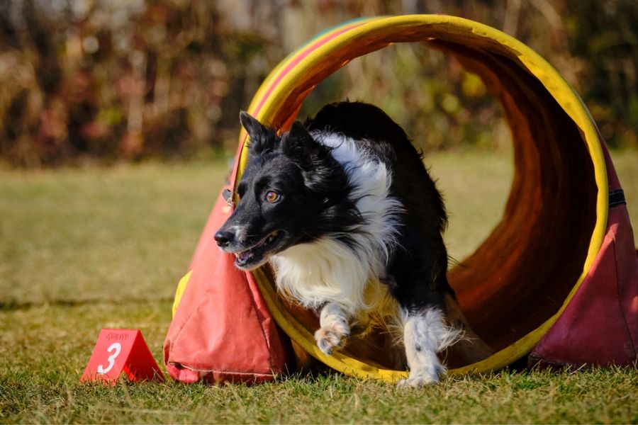 Physical Exercise ensures Border Collies’ joy, health, and satisfaction.