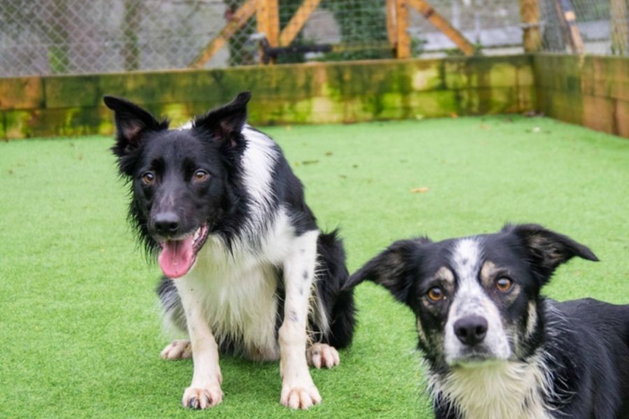 Playdates with other dogs can stimulate Border Collies’s social interaction