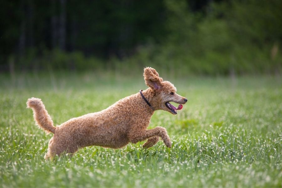 Poodle characteristics