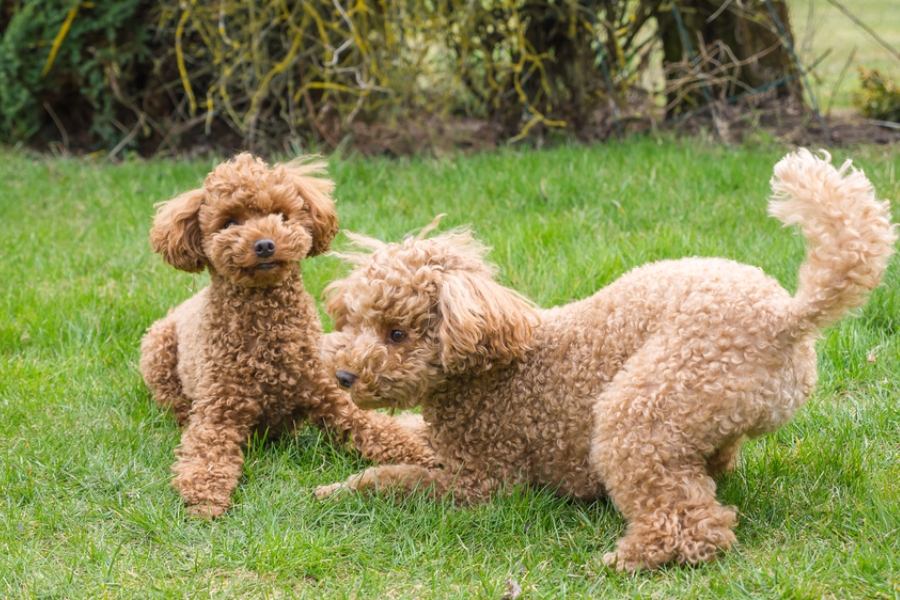 Poodles are playful and energetic nature