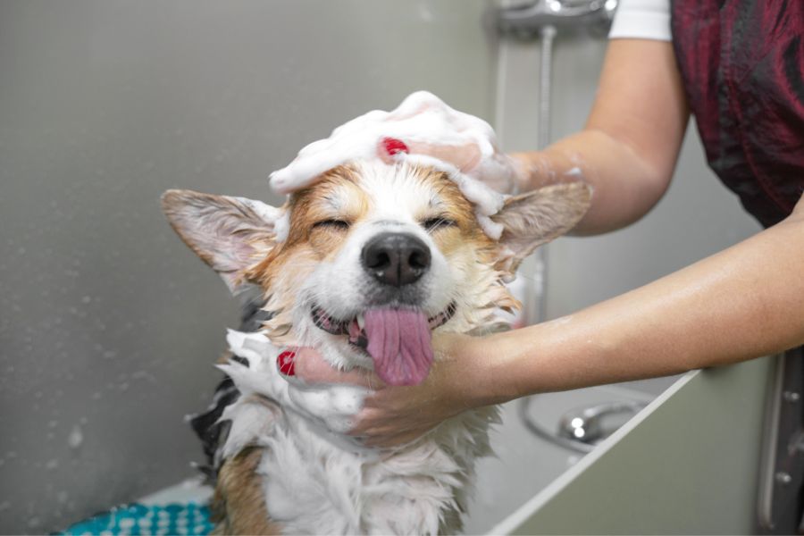Puppy Shampoo and Conditioner