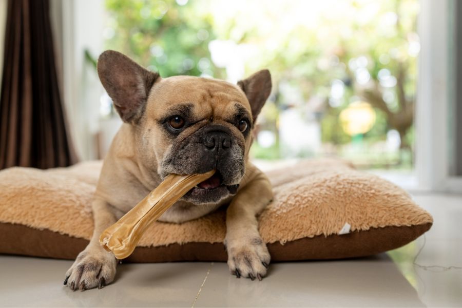 Rawhide poses a choking risk to dogs