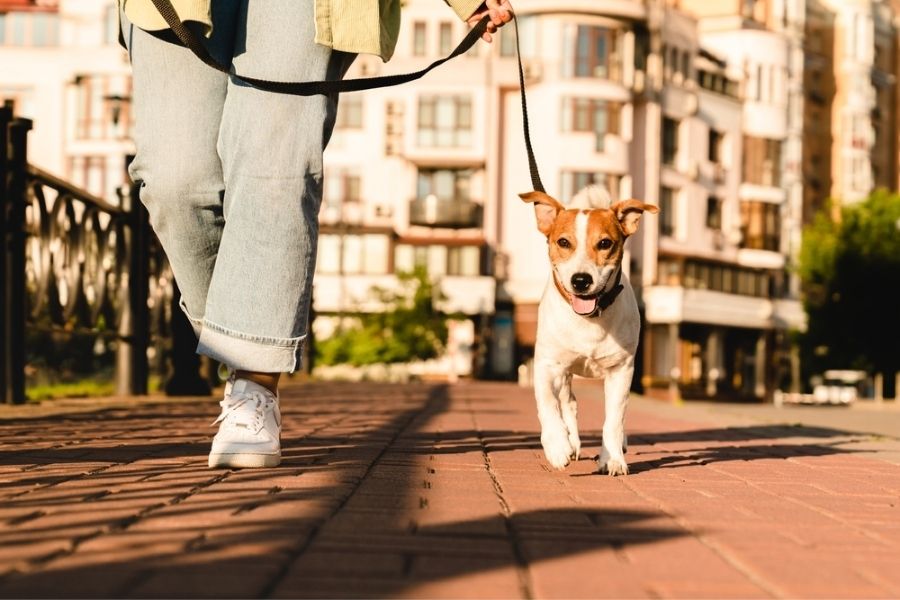 Taking your well-trained Jack Russell Terrier out for a run or bike ride