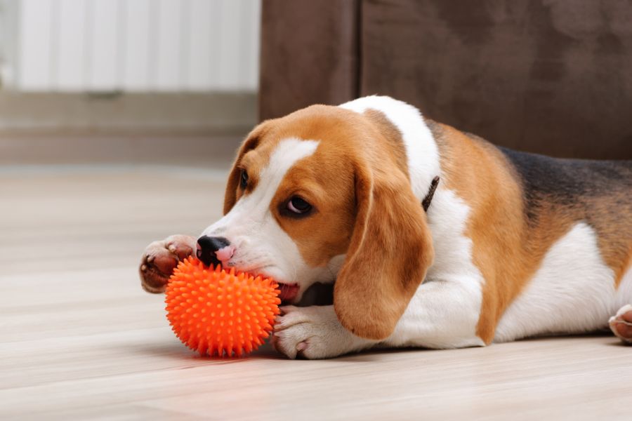 Teething Toys for Beagle Puppies