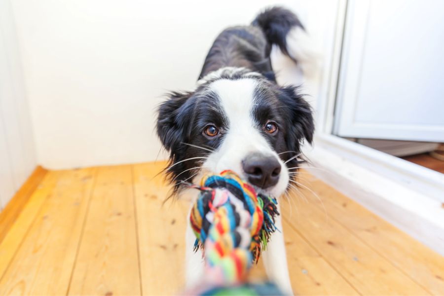 Toys can make Border Collies happy