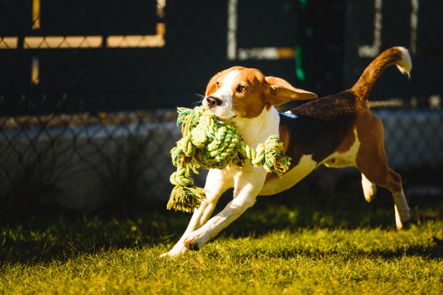 Toys for Beagles That Are Strong Chewers