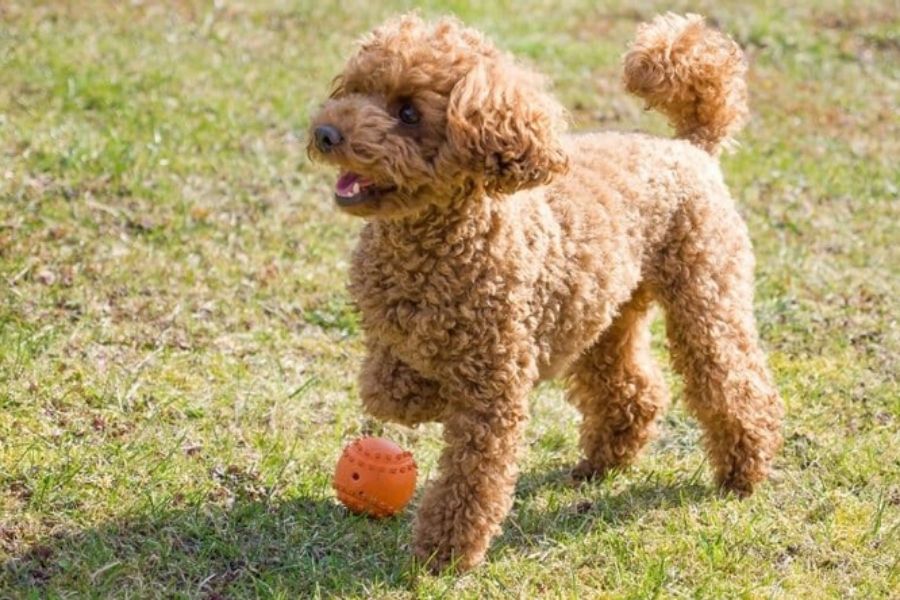 Toys for Poodles