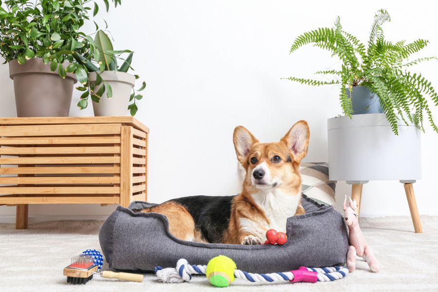 Toys for dogs should be made only of safe materials