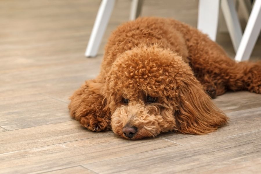 Understanding Pet Boredom