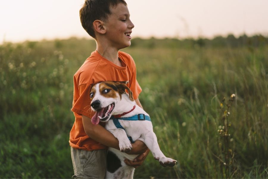 Well-socialized Jack Russells exhibit calm and relaxed behavior