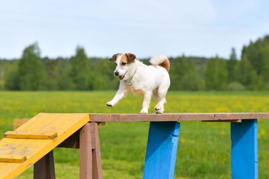 agility equipment can provide fun and challenging exercise