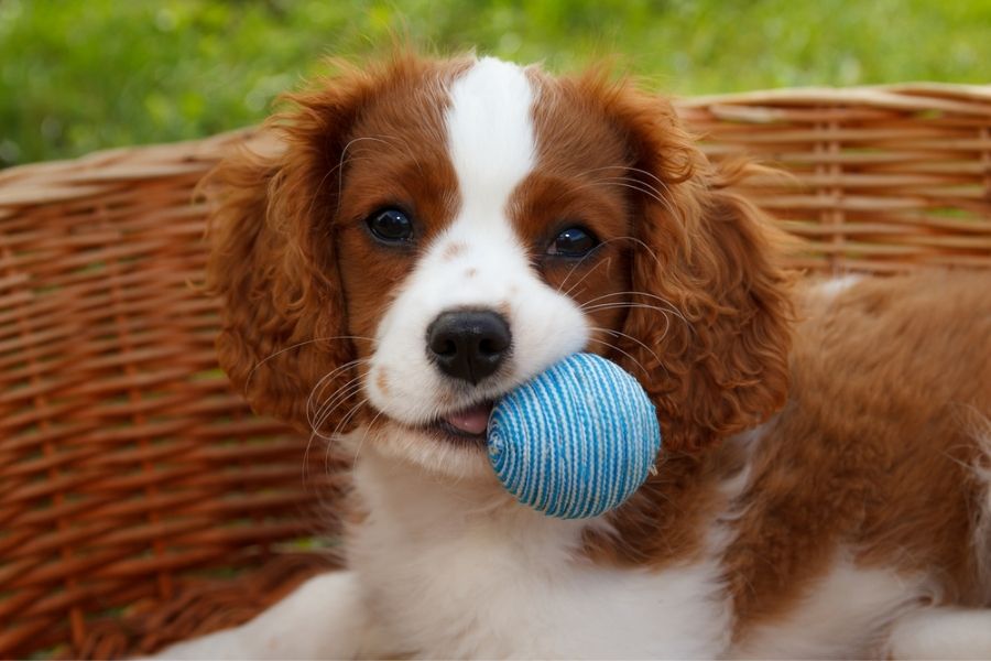 get your King Charles Cavalier some toys