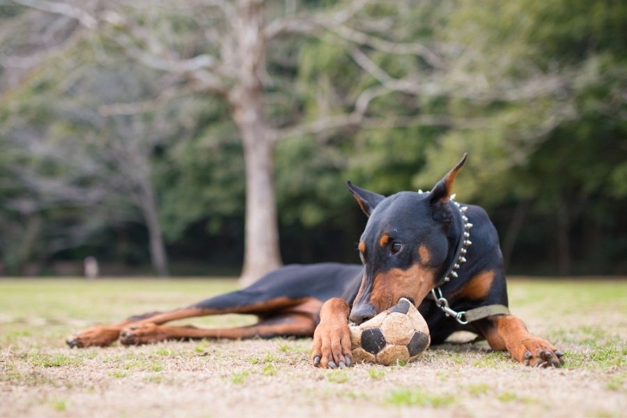 provide Dobermans with some toys