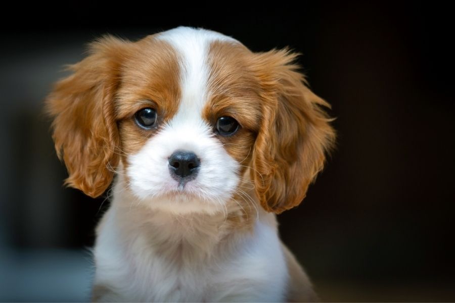socialize your Cavalier early on