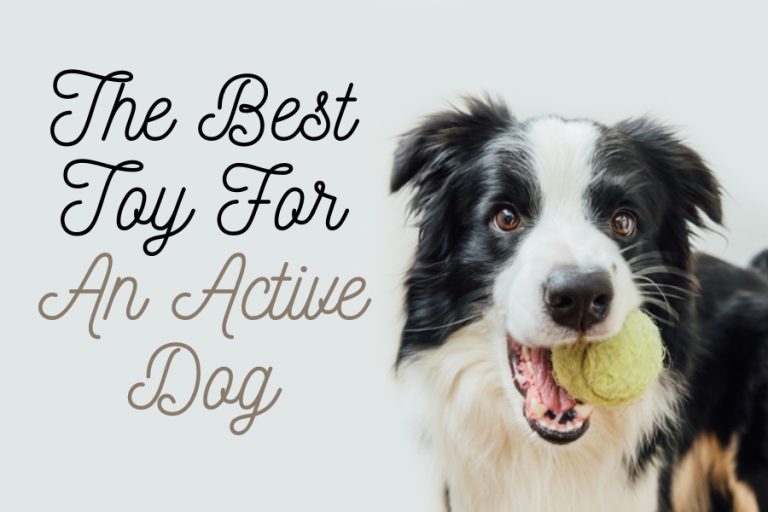 What Is The Best Toy For An Active Dog?