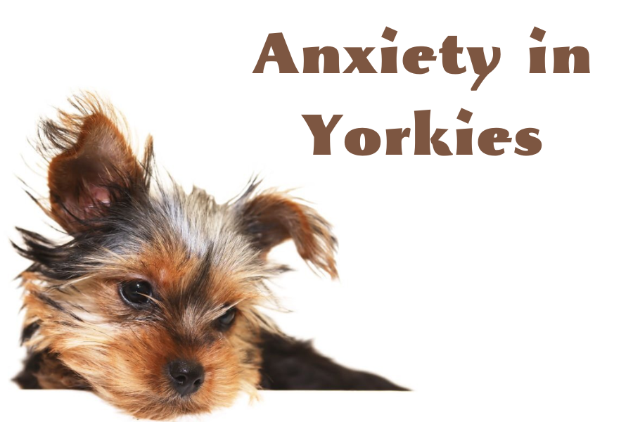 Causes Anxiety in Yorkies
