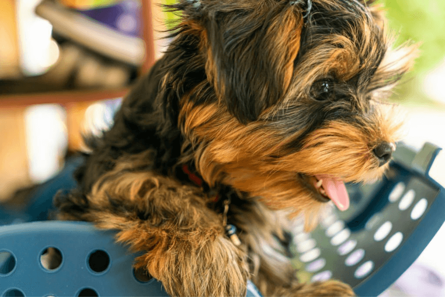 Yorkies breed