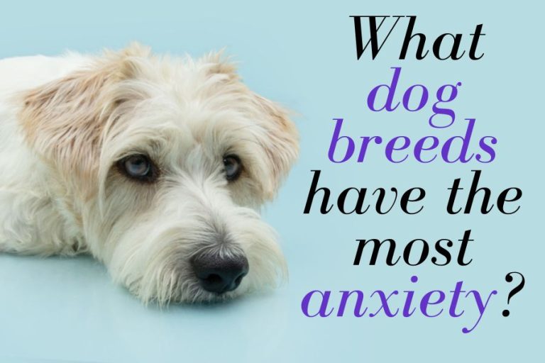 What dog breeds have the most anxiety?